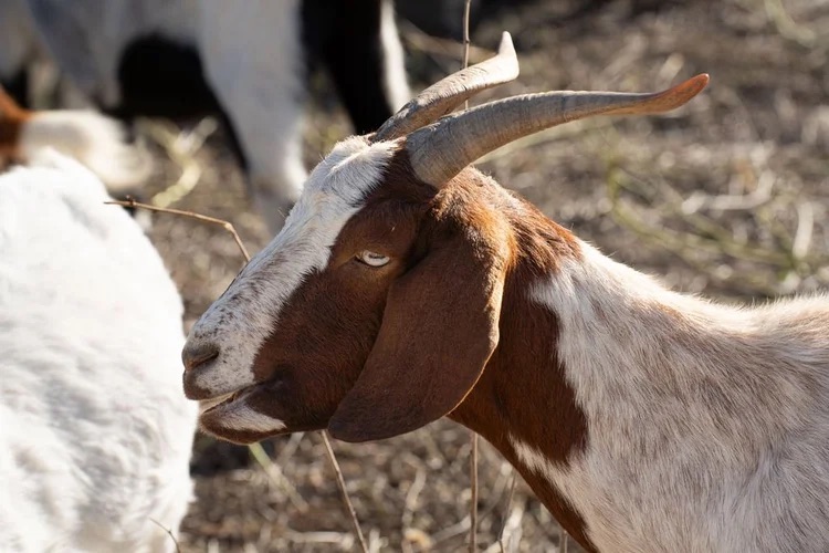 Goats grazing together in a pollinator restoration area