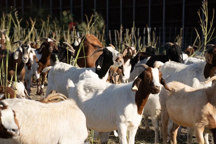 Sheep grazing vegetation near the Northaven Trail