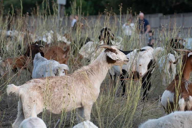 A close view of animals in the Northaven TAILS flock