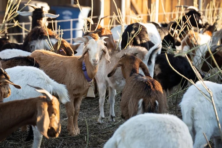 Goats and sheep grazing inside temporary fencing