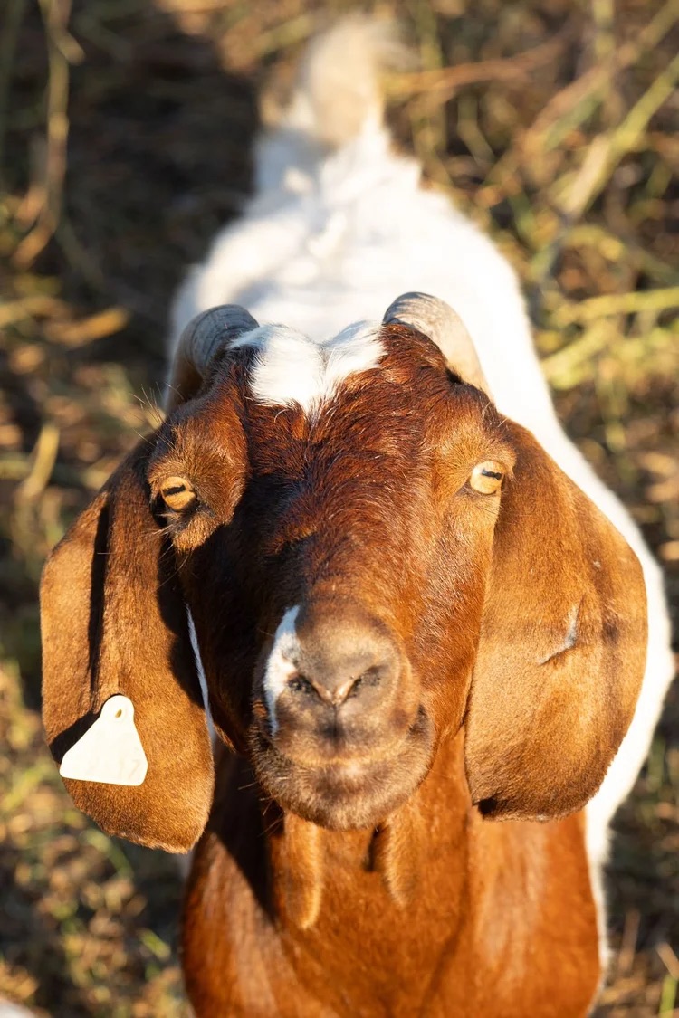 A portrait of a goat from the 2025 TAILS flock