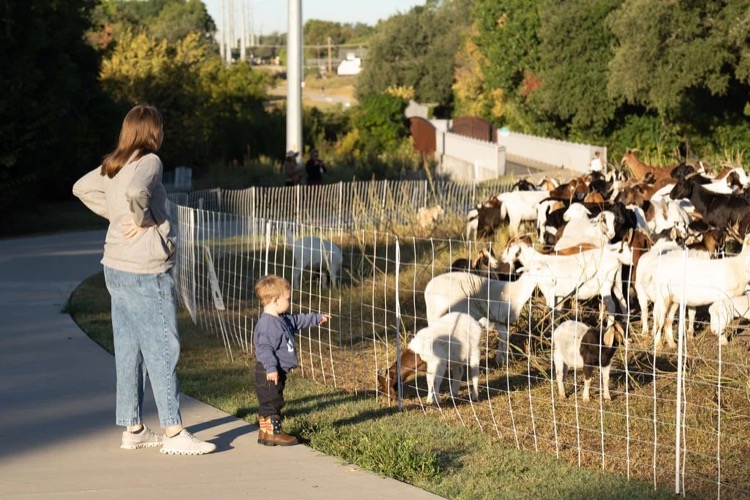 Families watching goats and sheep graze behind temporary fencing along the Northaven Trail during the 2025 TAILS season