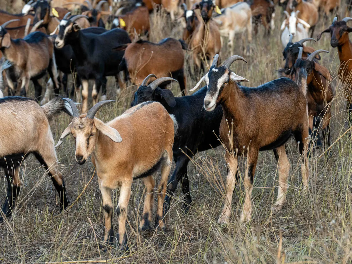 Brown, tan, and black goats standing together in dry grass, several looking toward the camera