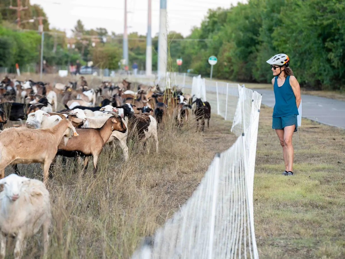 A cyclist in a helmet stops on the trail to watch goats grazing behind temporary fencing