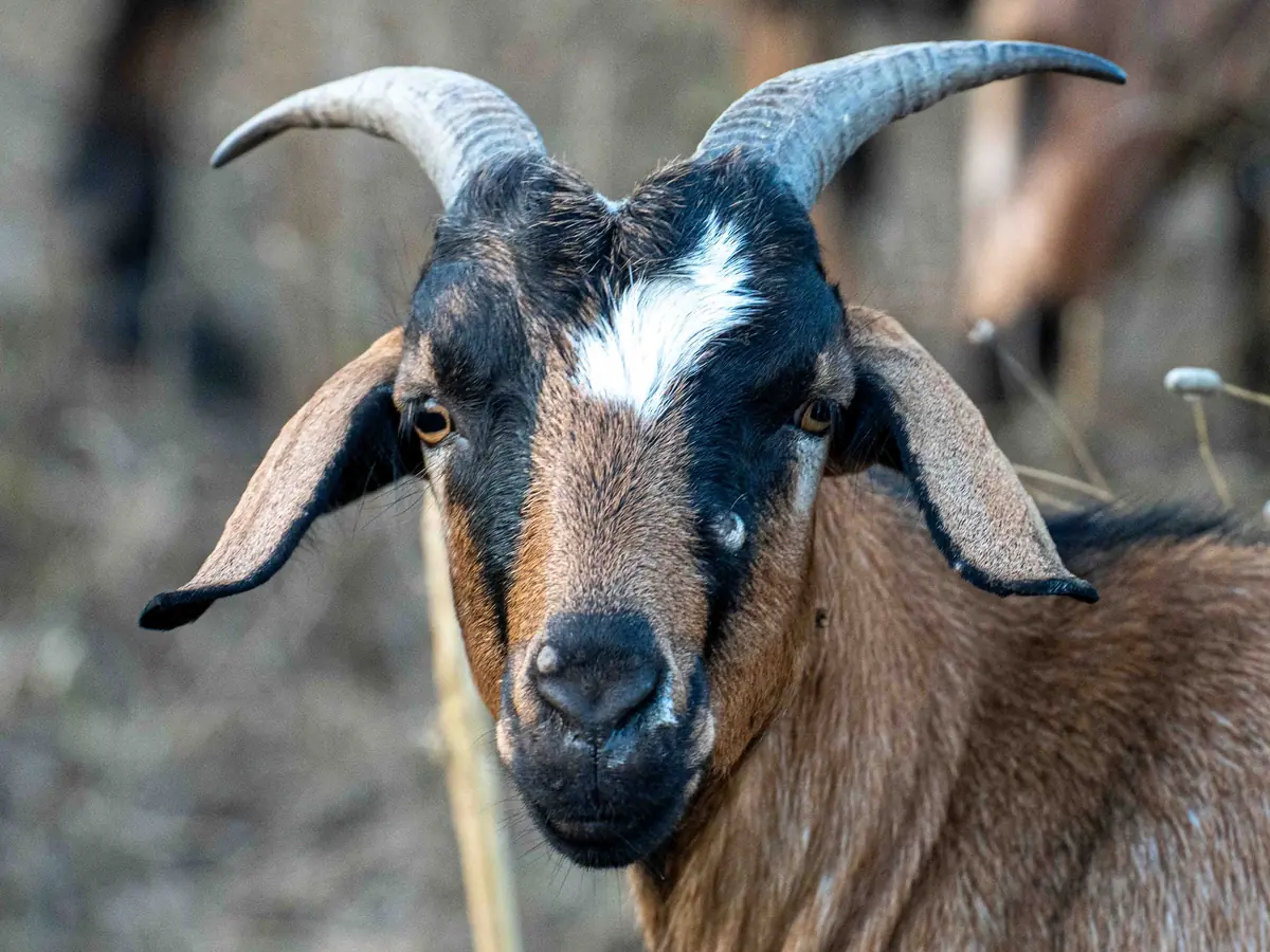 Portrait of a brown and black goat with a white blaze and curved horns