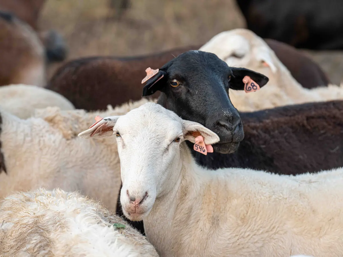 A white sheep and a black sheep with ear tags resting their heads together in the flock