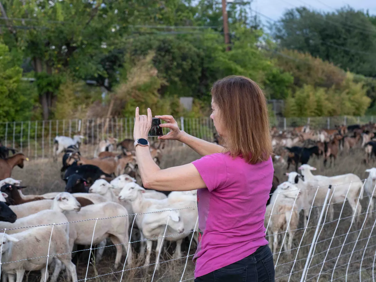 A visitor in a pink shirt taking a phone photo of sheep grazing behind temporary fencing