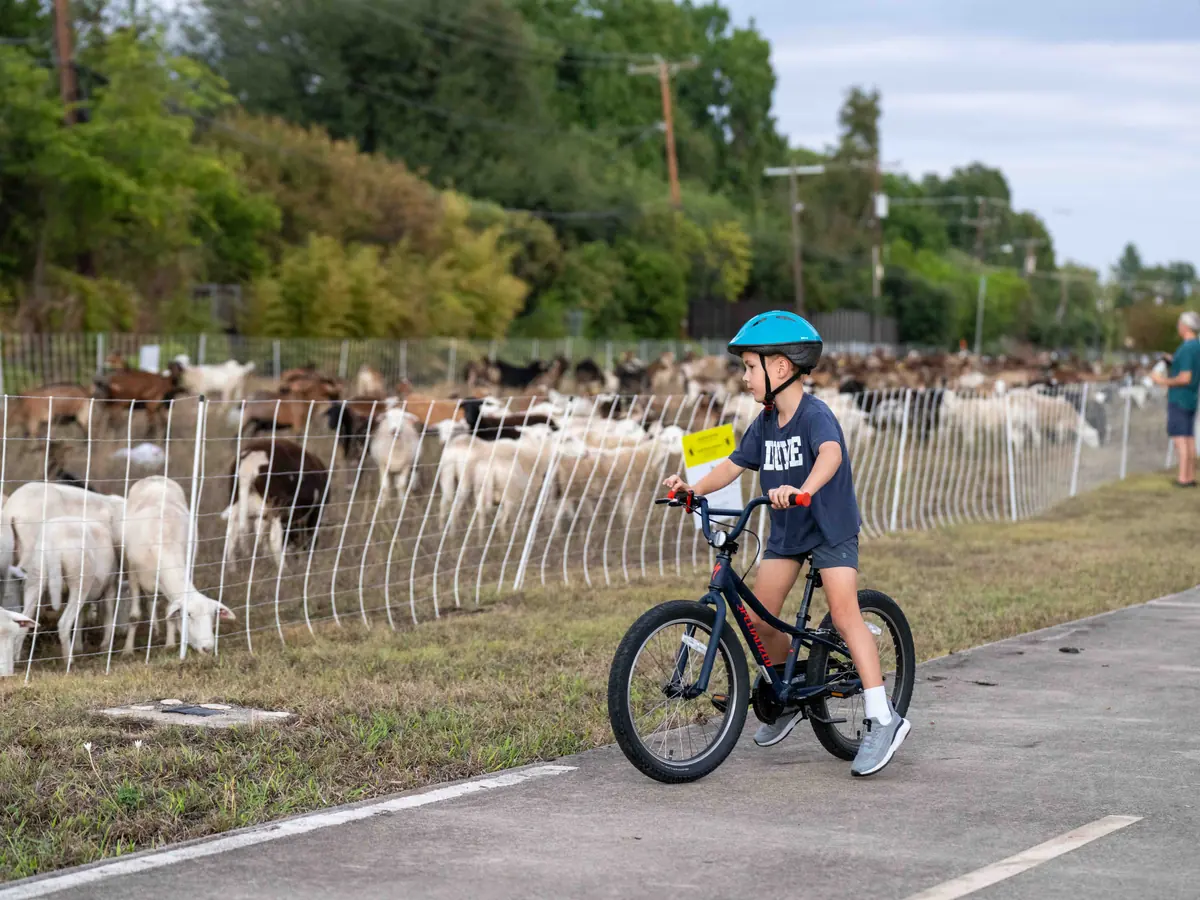 A child on a bike riding the trail past sheep grazing behind temporary fencing