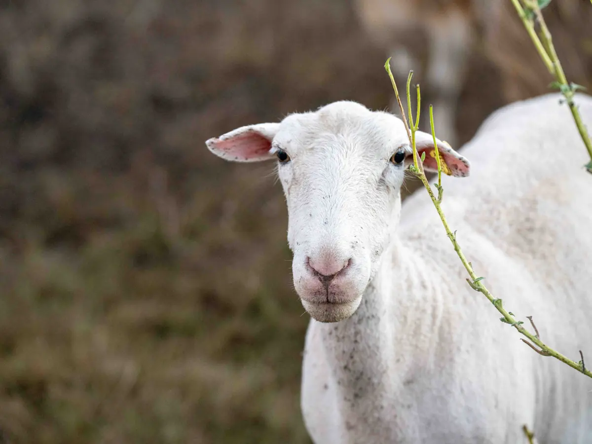 A white sheep looking at the camera beside a leafy branch