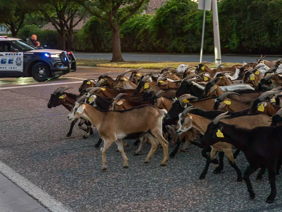 A dense group of goats crossing a street while a police car holds traffic