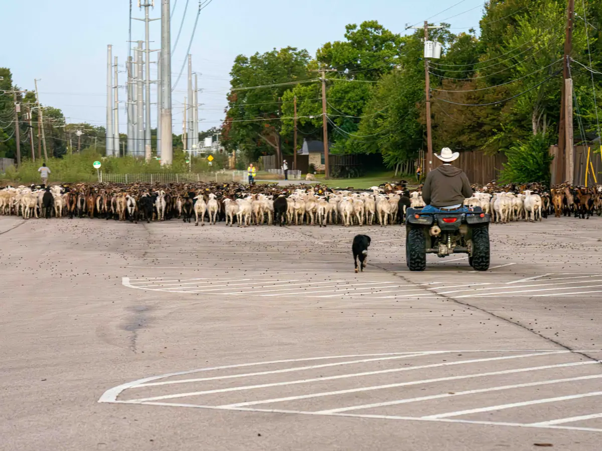 A herder on an ATV and a herding dog guiding the flock across a paved lot
