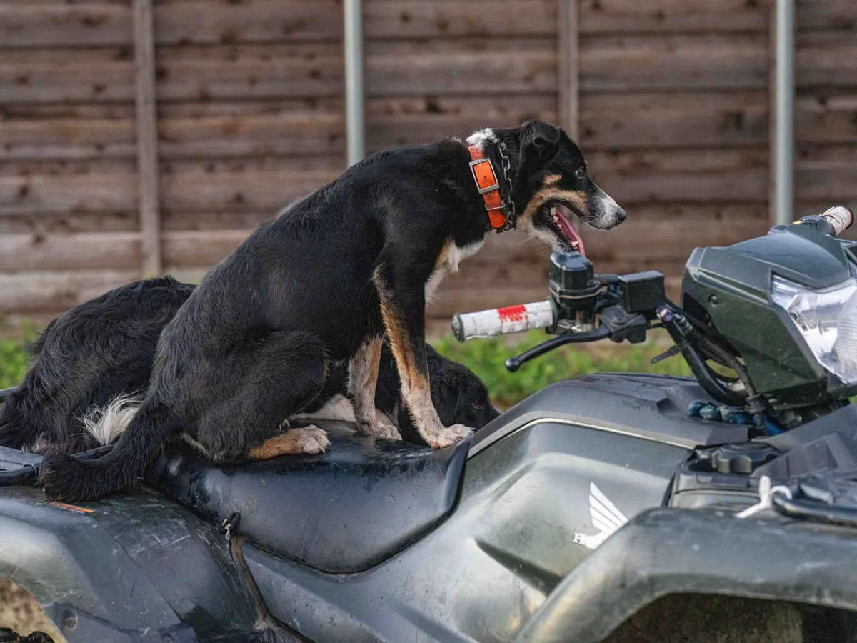 A black herding dog sitting on the seat of an ATV