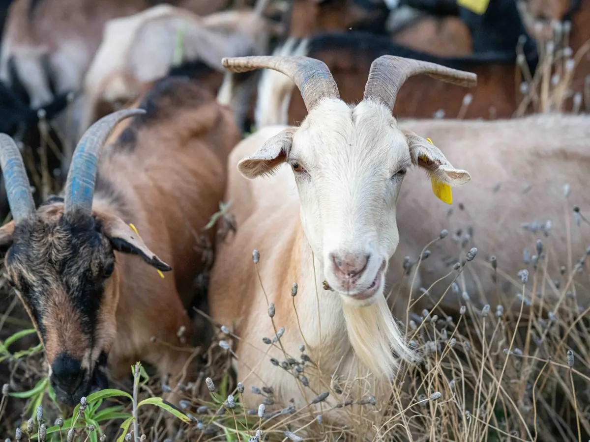 Close-up of two goats, one brown and one cream with long curved horns, among dry grasses