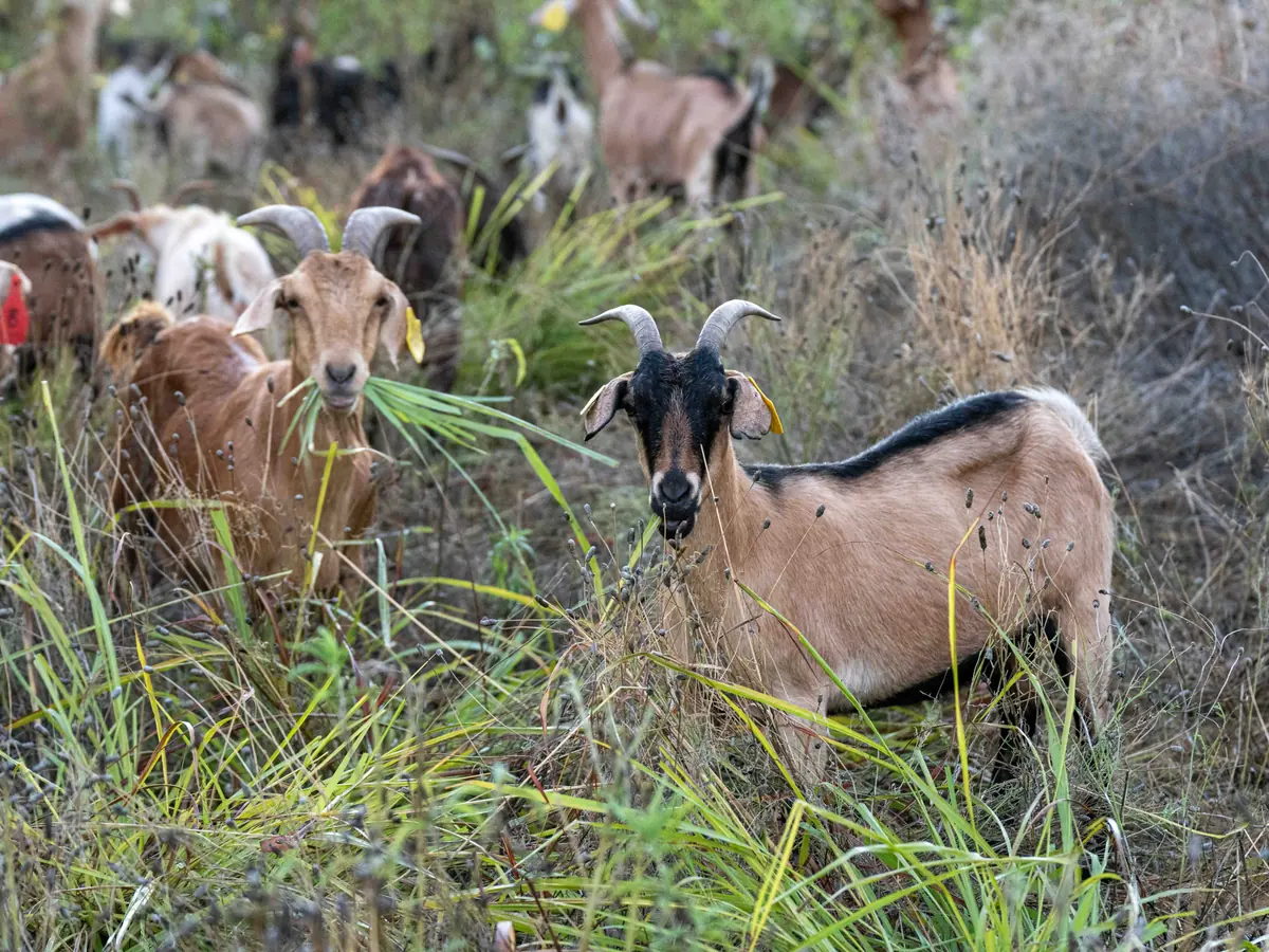 Goats eating tall green grass, one with grass hanging from its mouth