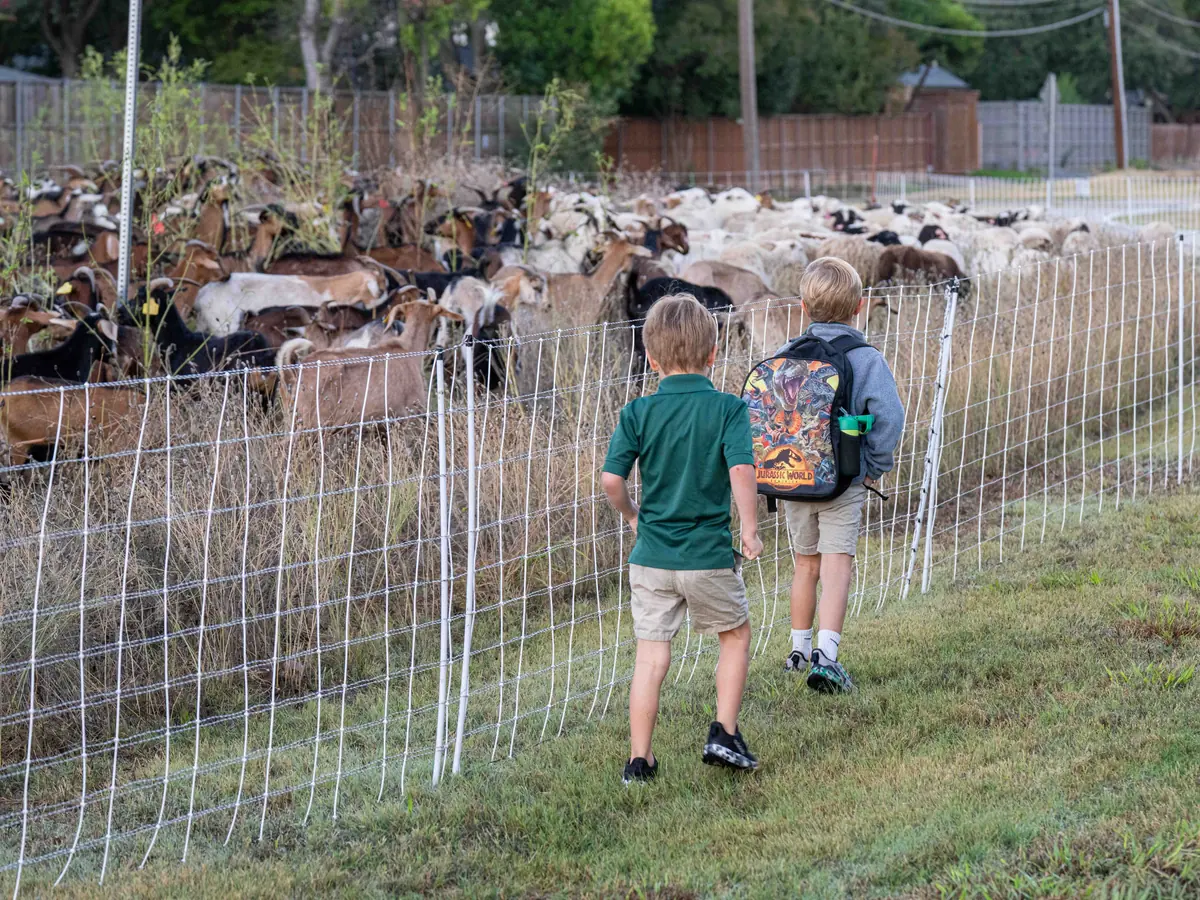 Two young boys with backpacks walking along the fence beside the grazing flock