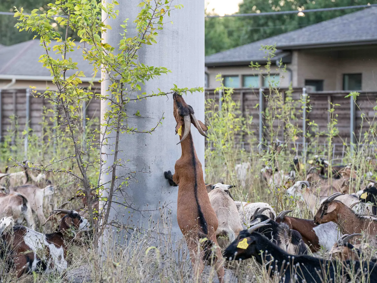 A goat stretching up the side of a concrete utility pole to reach leaves, with houses behind