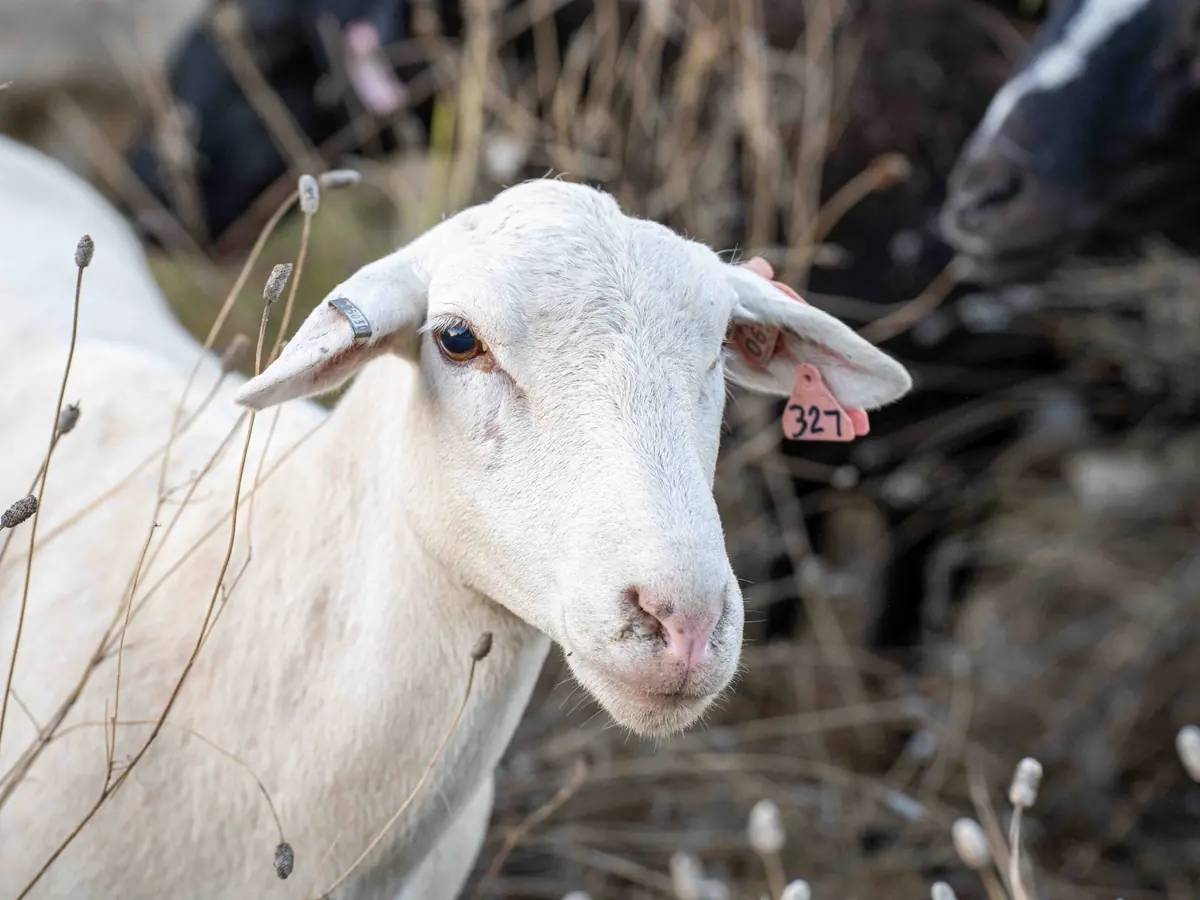 A white sheep with an ear tag looking back over its shoulder