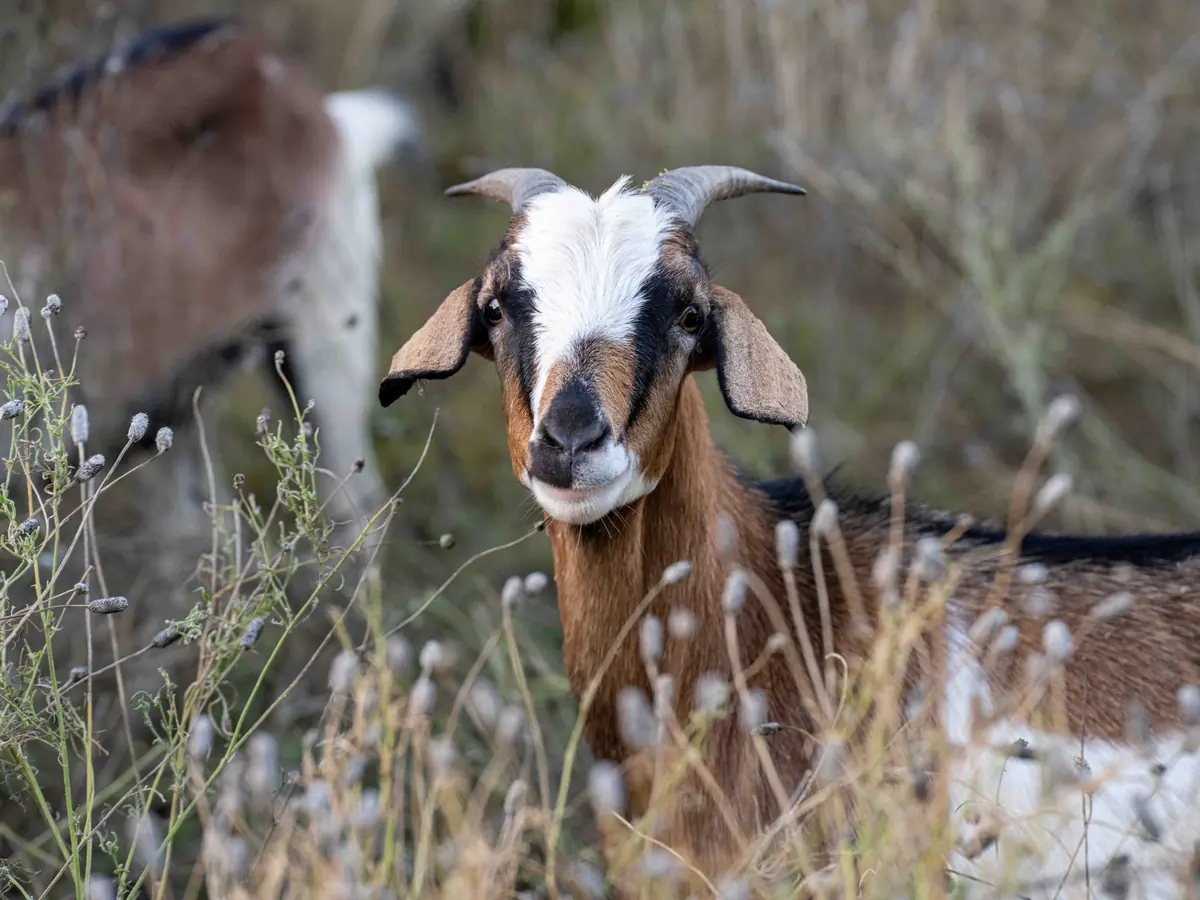 A brown goat with a white face standing in tall dry grasses
