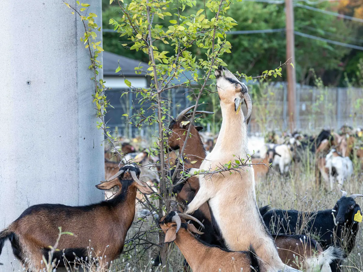 A goat standing on its hind legs to browse a young tree beside a utility pole