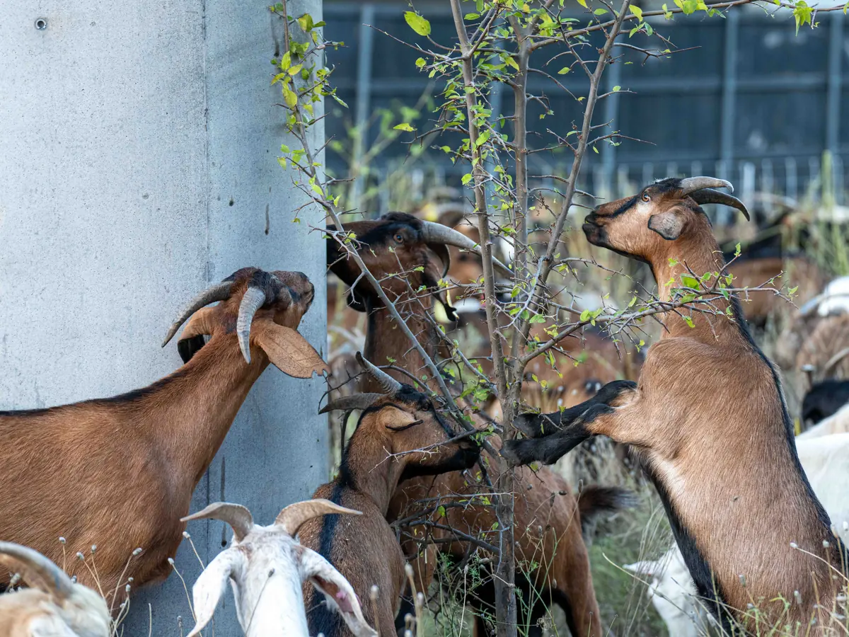 Several goats standing on their hind legs to browse a small tree beside a concrete pole