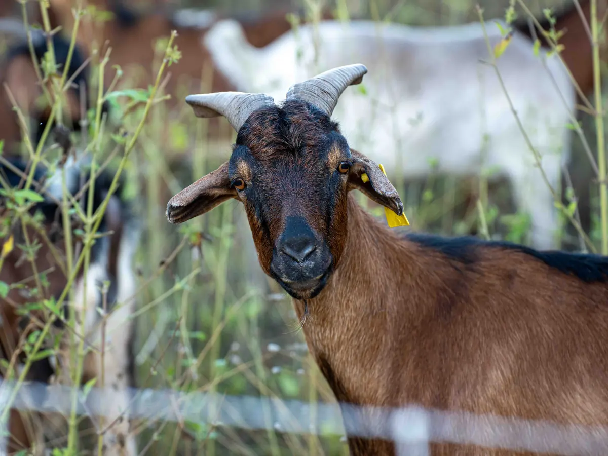 A brown goat with a dark face and curved horns looking at the camera through tall grass