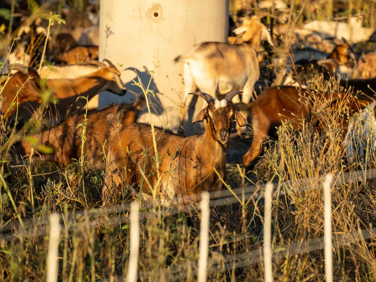 Goats grazing in golden evening light near a utility pole