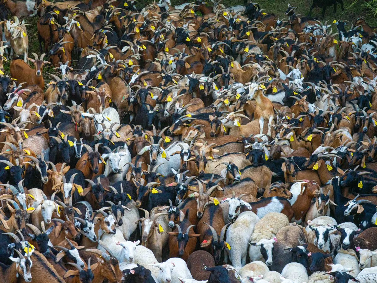 A tightly packed flock of goats and sheep seen from above