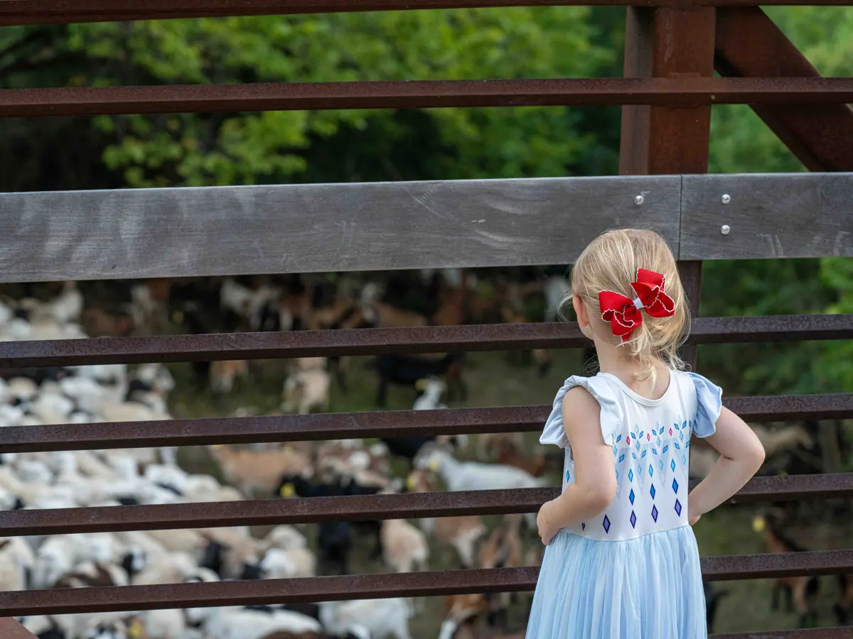 A young girl with a red bow looking through a bridge railing at the flock below