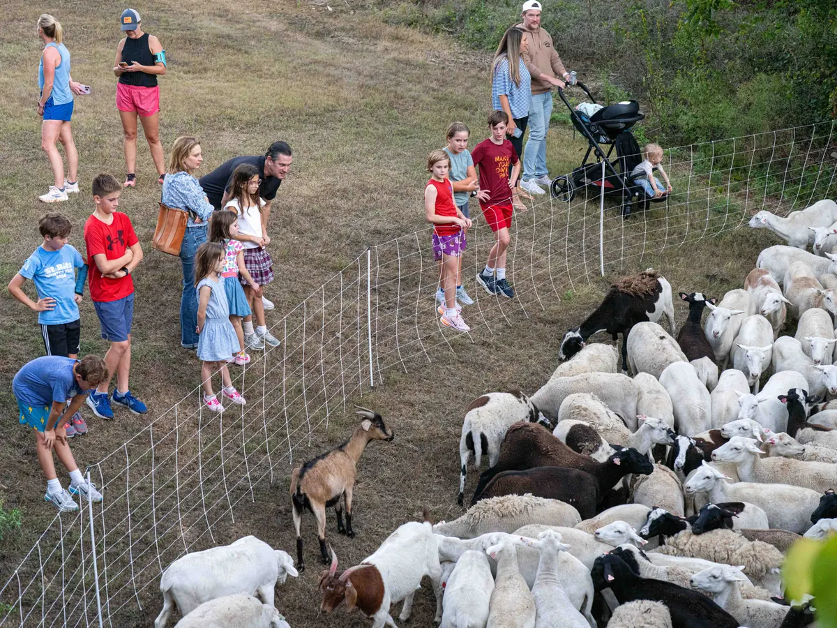 Families and children on a grassy slope watching sheep and goats behind temporary fencing