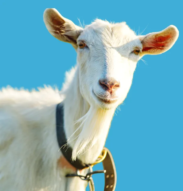 White goat smiling at the camera against a blue sky