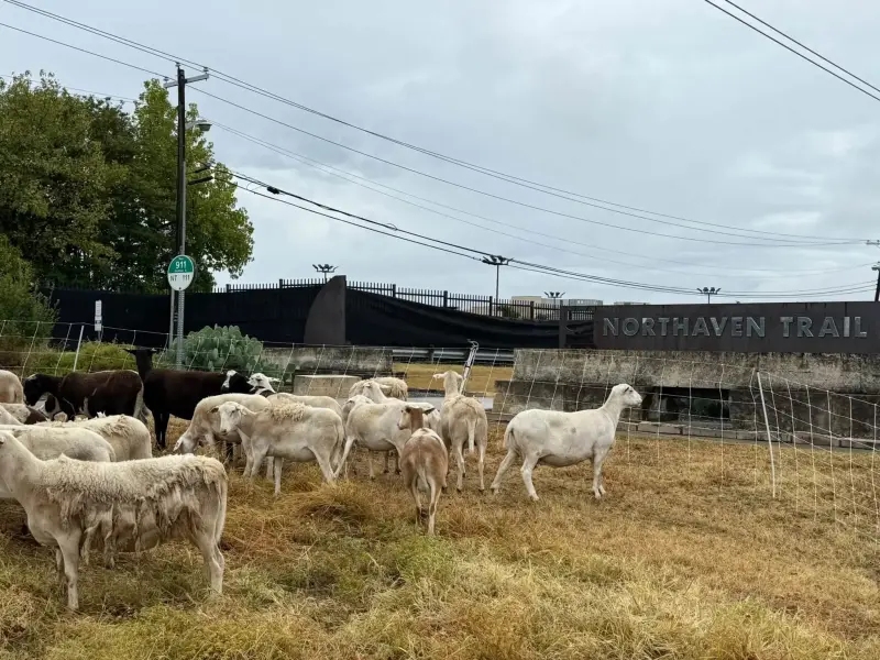 Goats grazing along the Northaven Trail. Photo: D Magazine