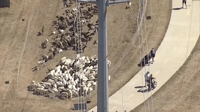 Aerial view of the goat and sheep herd grazing beside the Northaven Trail as people walk and bike past. Video still: NBC 5 Dallas-Fort Worth